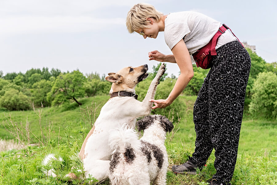 Mujer entrenando a sus perros.
