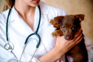 ¿Qué es la responsabilidad veterinaria por negligencia?