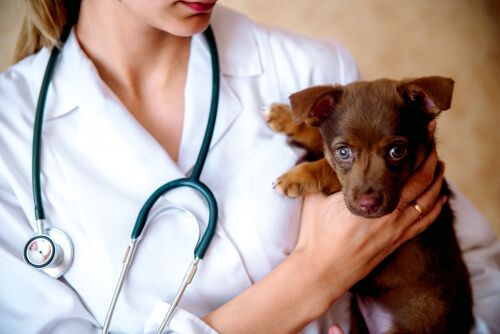 Antes de presentar cargos contra un profesional, hay que informarse bien sobre la responsabilidad veterinaria por negligencia.