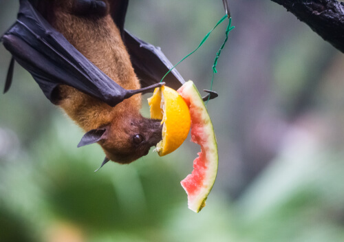 Murciélago frutero (o zorro volador) comiendo una pieza de fruta colgada de un árbol.