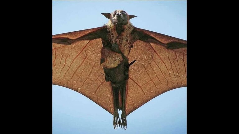 El murciélago diadema de Filipinas