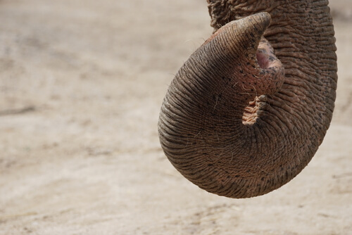 El olfato del elefante africano es excepcional.