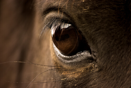 Ojo de un caballo marrón.