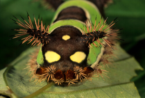 La oruga ensillada (Acharia stimulea).