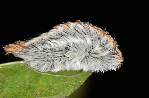 La oruga gato o peluche (Megalopyge opercularis).