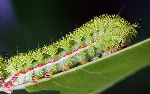 La oruga polilla (Automeris io).
