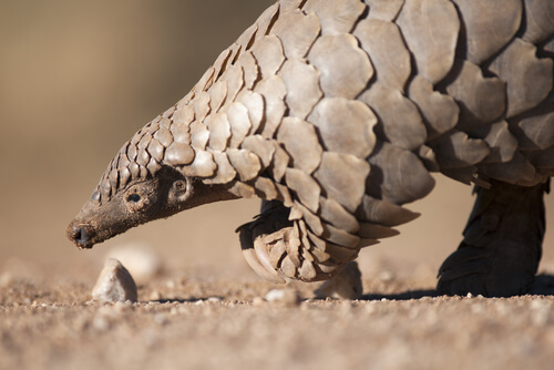 Especies de pangolines: ¿cuántas son y dónde se ubican?
