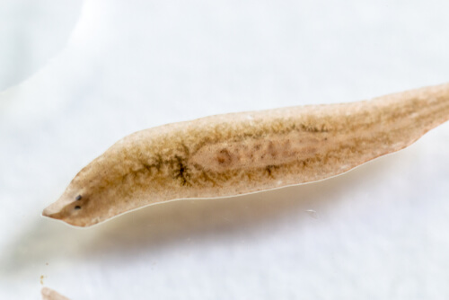 Planaria vu au microscope.