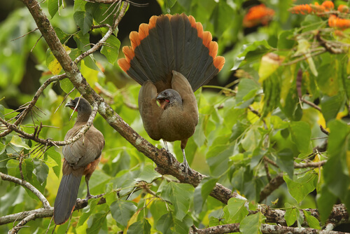 La guacharaca culirroja es un ave monógama.