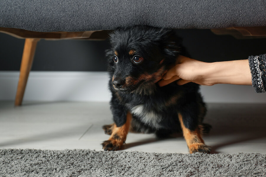 Perro asustado debajo del sofá.
