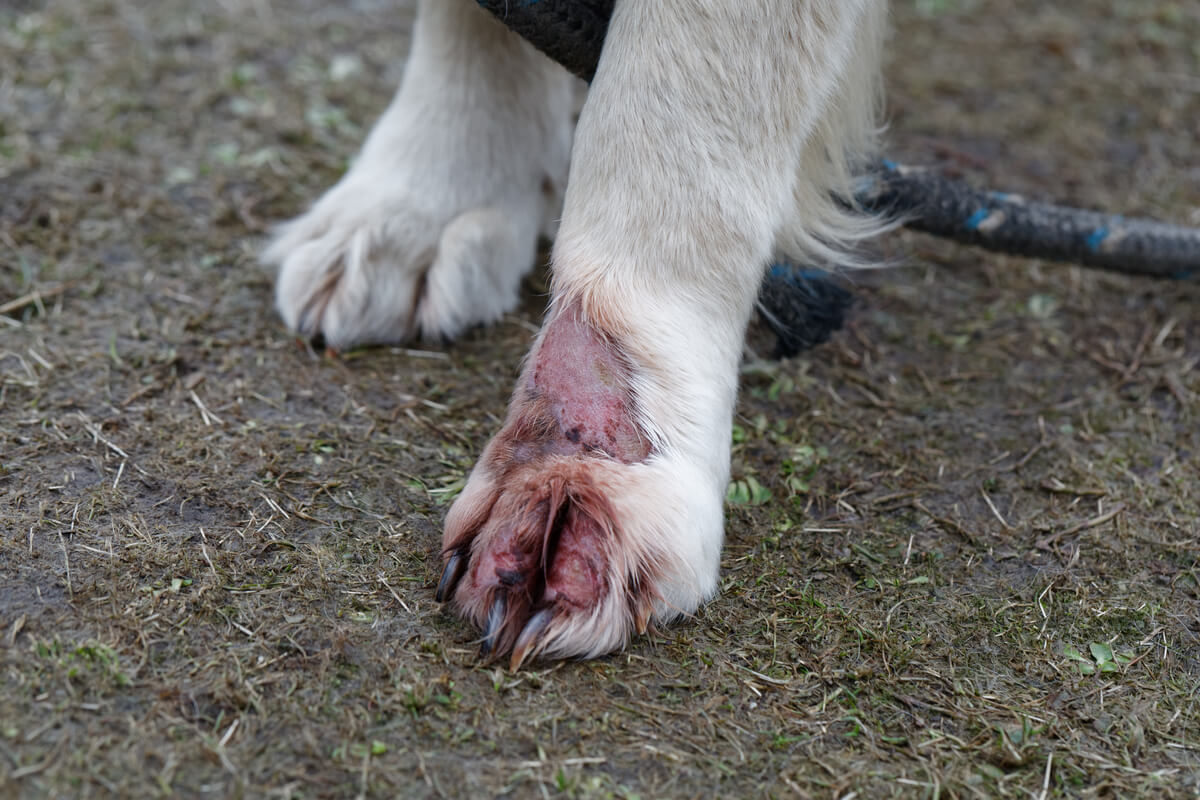 Un perro con dermatitis en la pata.
