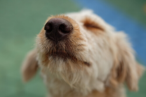 Cachorro com nariz seco farejando o ar.