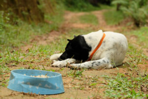 ¿Qué animales pueden sufrir anorexia?