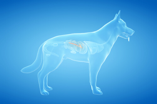 Ilustración en 3D del páncreas canino.