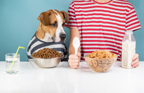 Los cereales son buenos para los perros.