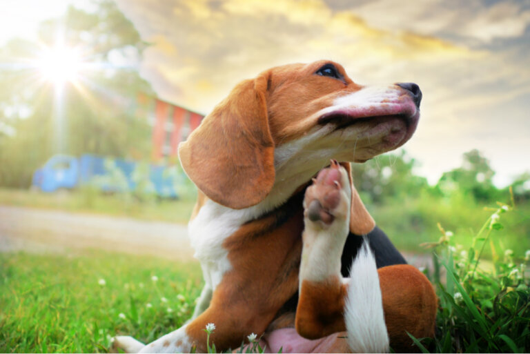 Seborrea canina: causas, tratamiento y recomendaciones