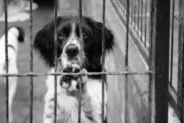 Legalidad de los decomisos en animales