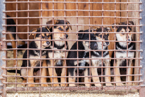 Cachorros de perro en jaulas.