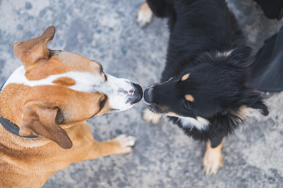 Perros socializando.
