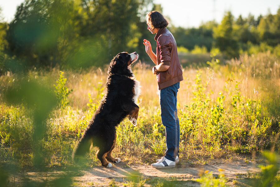 El entrenamiento en los perros los ayuda a gestionar mejor la ansiedad.