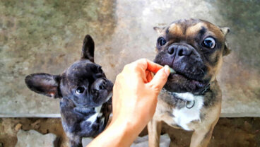 ¿Cuándo puedo dejar de recompensar a un perro?