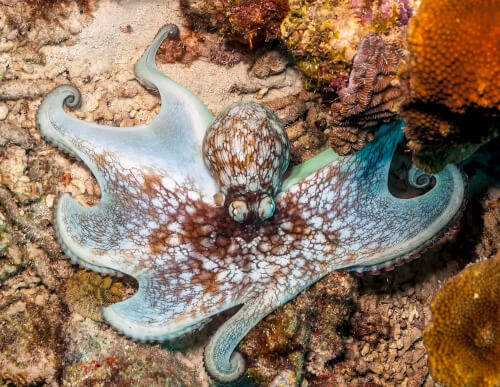 El pulpo del Caribe (Octopus briareus)