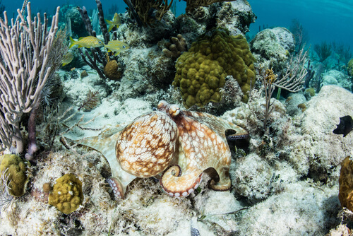 El Octopus briareus en el fondo del mar.