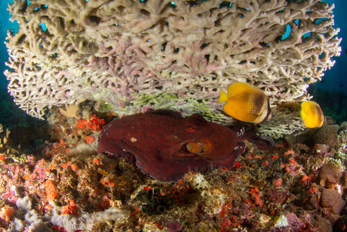 El pulpo del Caribe en un arrecife de coral.