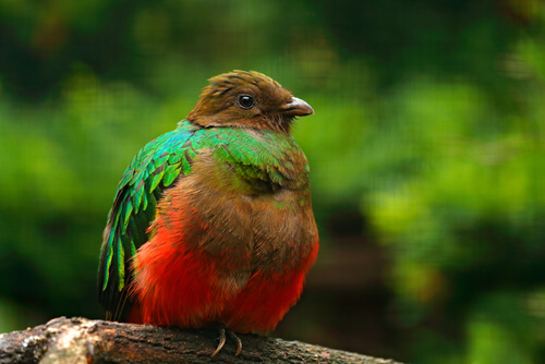 Ave quetzal Pharomachrus auriceps.