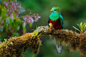 El legendario quetzal de Mesoamérica