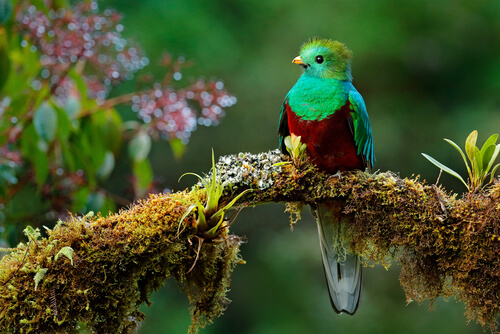 Ave quetzal Pharomachrus mocinno.