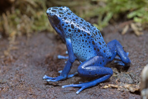 La rana flecha azul o Dendrobates azureus