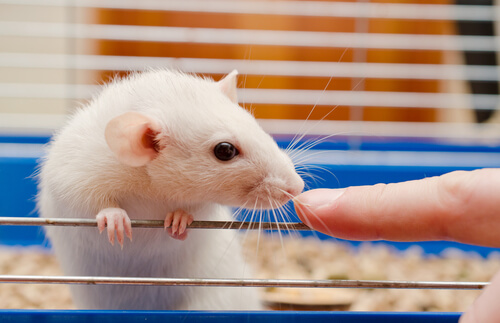 Actualizaciones en torno al cuidado de ratas de laboratorio