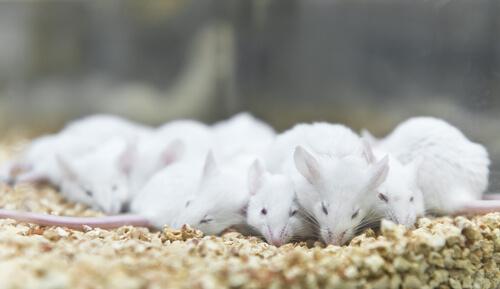 Ratas de laboratorio juntas en una jaula con pienso.