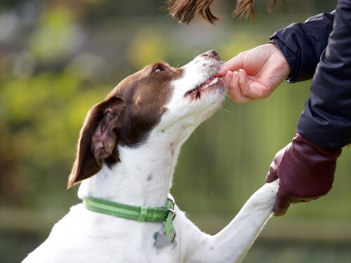 Recompensar a un perro