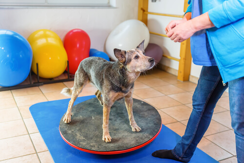 Refuerzo positivo en perros