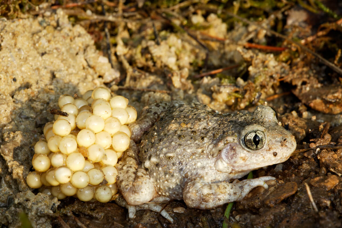 Un crapaud sage-femme commun avec des œufs.