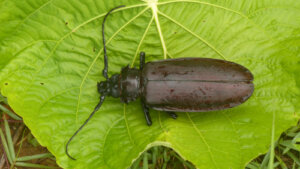 Todo acerca del Titanus giganteus del amazonas