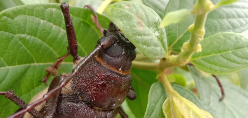Close up del escarabajo titán gigante.
