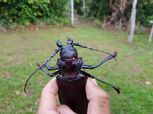 El escarabajo más grande del mundo.