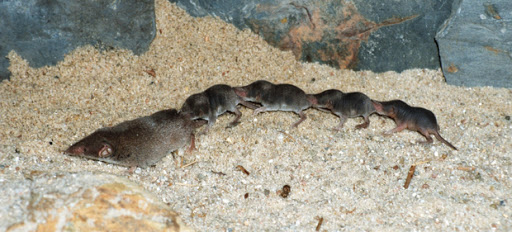 Crías de musaraña en la arena.