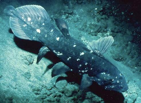 Latimeria chalumnae, la variante azulada.