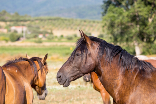 Hembras de caballo Maremmano.