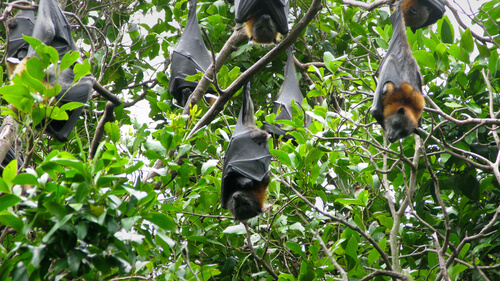 Los zorros voladores habitan en árboles.