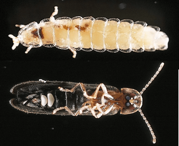 Phausis Reticulata, der so genannte "Blaue Geist"
