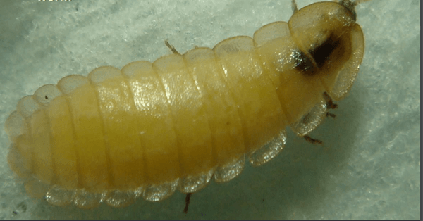 Phausis Reticulata, der so genannte "Blaue Geist"
