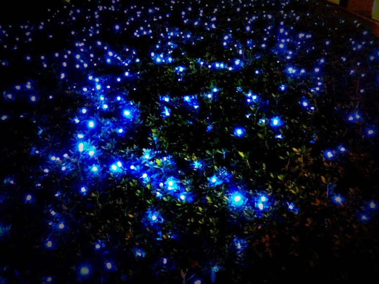 Phausis reticulata, el llamado "fantasma azul"
