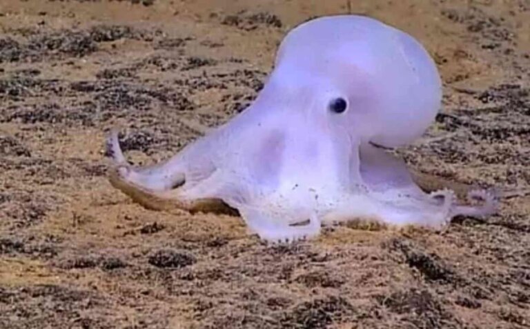 El pulpo Casper, un espécimen fantasmagórico