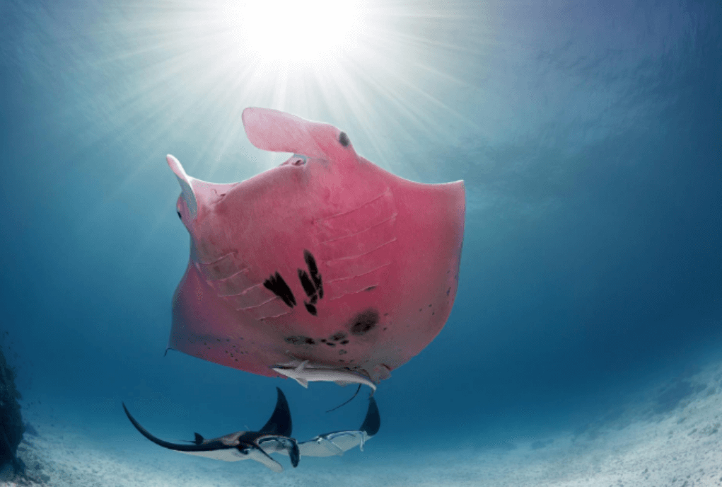 Mantarraya rosa en su hábitat natural.