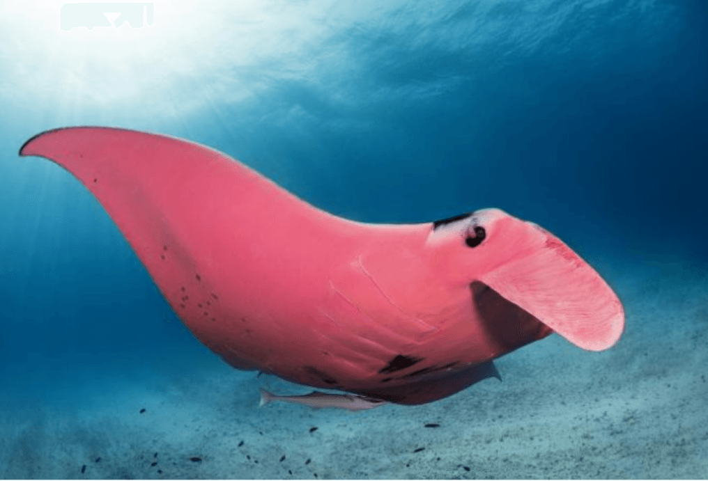 Mantarraya rosa nadando en el mar.